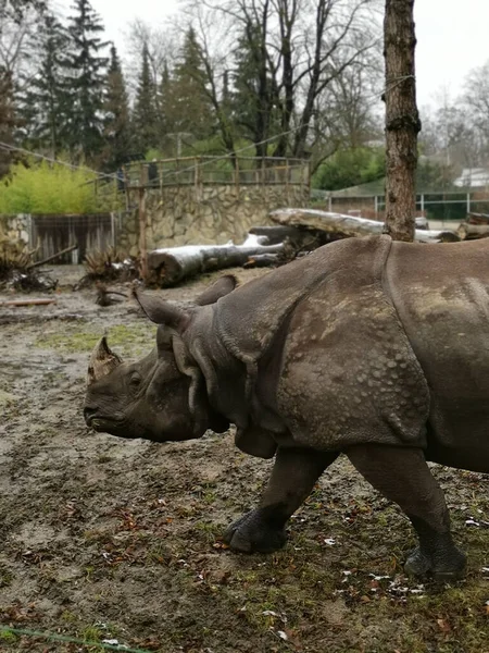 Vertical Shot Rhino Zoo — Stock Photo, Image