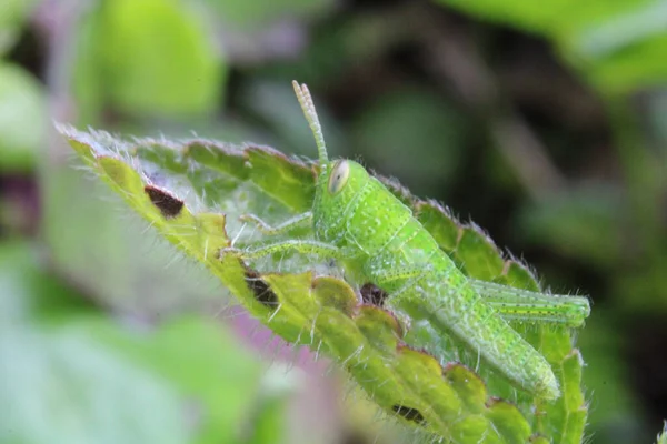 葉の上に小さな緑のバッタのマクロショット — ストック写真