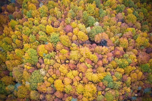 Sonbaharda Renkli Ağaçlarla Birlikte Ormanın Havadan Görünüşü Drone Fotoğrafçılığı — Stok fotoğraf