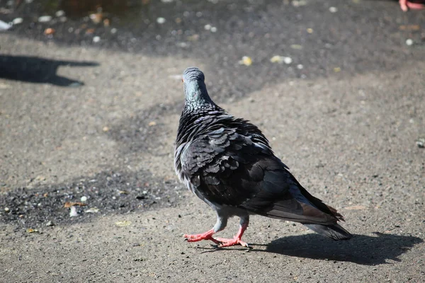 地面に太陽の光の下に立つかわいいふわふわの鳩 — ストック写真