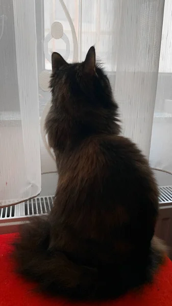 Närbild Skott Inhemsk Katt Vid Fönstret — Stockfoto