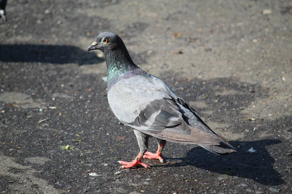 Eine Nahaufnahme Einer Niedlichen Taube Die Auf Dem Boden Steht — Stockfoto