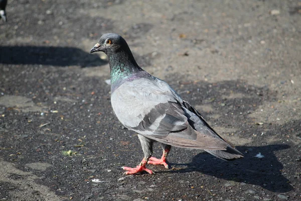 Close Pombo Bonito Chão Lançando Uma Sombra Atrás Dele Dia — Fotografia de Stock