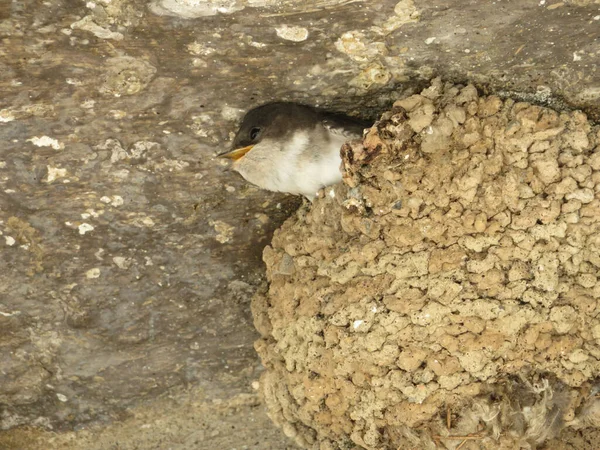 Casa Común Martin Delichon Urbicum Juvenil Interior Nido Con Cabeza — Foto de Stock