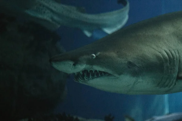 Akvaryumdaki Büyük Beyaz Köpekbalığının Yakın Plan Görüntüsü — Stok fotoğraf