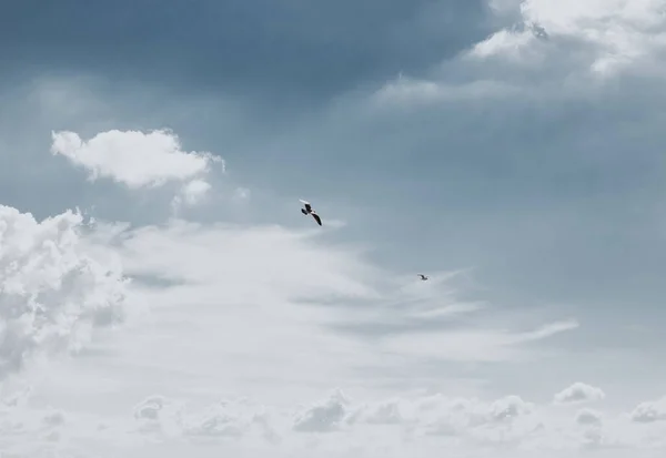 Paraglider Flying Cloudy Haze Sky — Stock Photo, Image