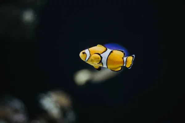 Lindo Pez Payaso Ocellaris Amarillo Con Rayas Blancas Acuario — Foto de Stock