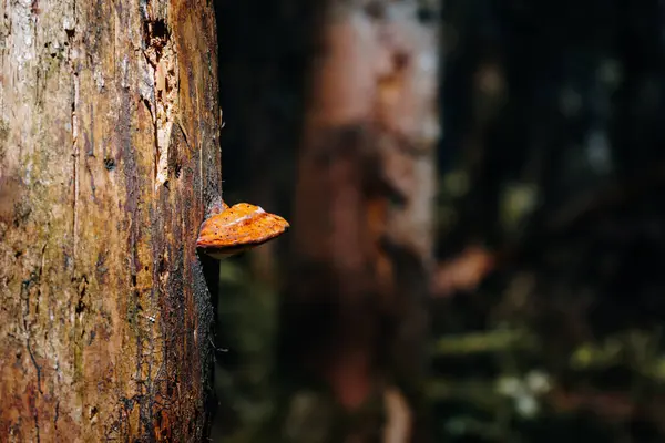 Detailní Záběr Houby Stromě Lese Pod Světly Rozmazaným Pozadím — Stock fotografie