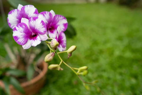 美丽的紫色兰花兰花的特写 — 图库照片