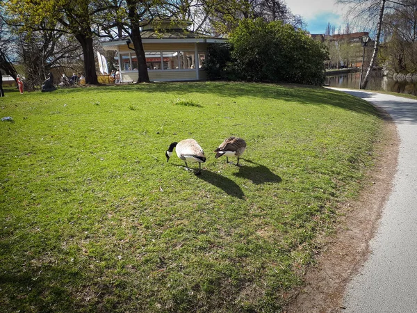 Casal Gansos Alimentando Grama Parque — Fotografia de Stock