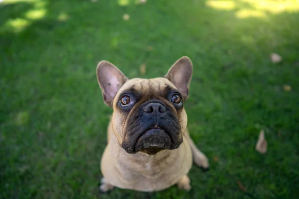 Porträt Einer Niedlichen Französischen Bulldogge Auf Einer Wiese Die Die — Stockfoto