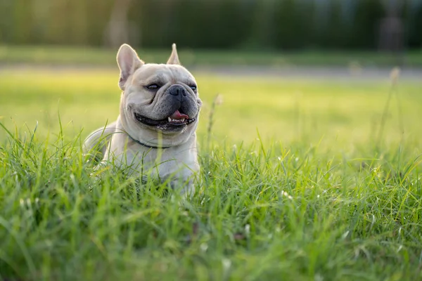 Selective Focus Shot French Bulldog Lying Green Grass — Stock Photo, Image
