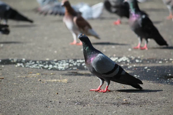 Güneşli Bir Günde Sokaktaki Bir Güvercinin Seçici Odak Noktası — Stok fotoğraf