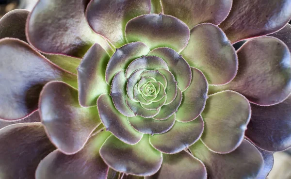 Una Imagen Primer Plano Una Planta Aeonium Arboreum Verde Con — Foto de Stock