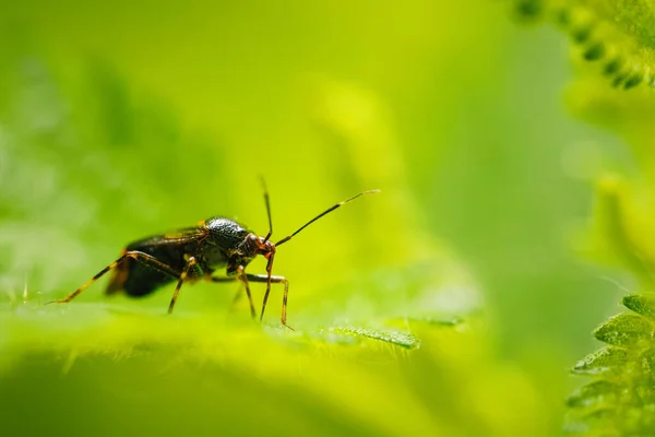 Gros Plan Insecte Sur Une Feuille — Photo