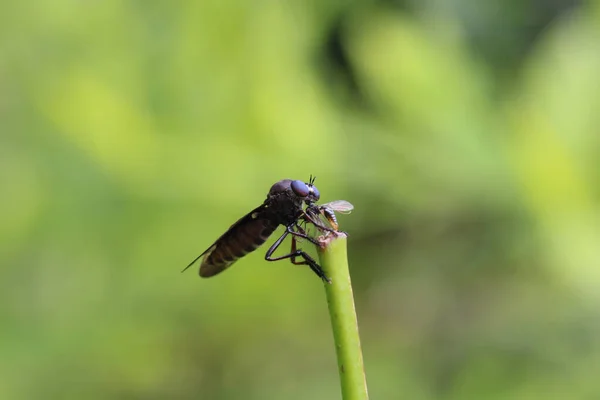 Macro Shot Great Black Wasp Twig Its Victim — Stock Photo, Image