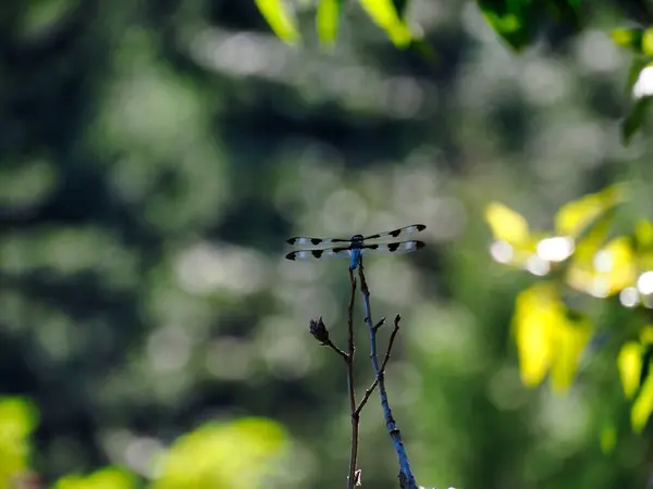 Plan Sélectif Insecte Avec Des Ailes Sur Branche — Photo