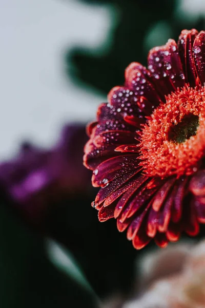 Ένα Κάθετο Κοντινό Πλάνο Ενός Όμορφου Λουλουδιού Δροσοσταλίδες — Φωτογραφία Αρχείου