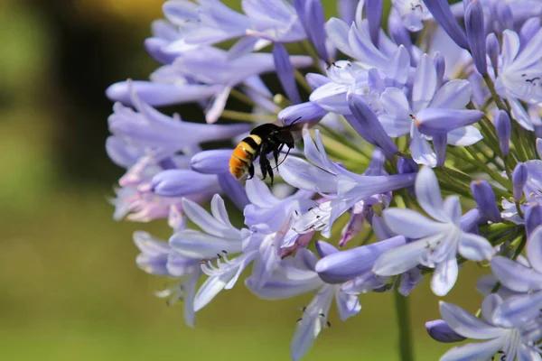 Макро Снимок Шмеля Собирающего Пыльцу Светло Голубом Цветке Агапантуса Лугу — стоковое фото