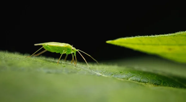 Primer Plano Insecto Verde Una Hoja — Foto de Stock