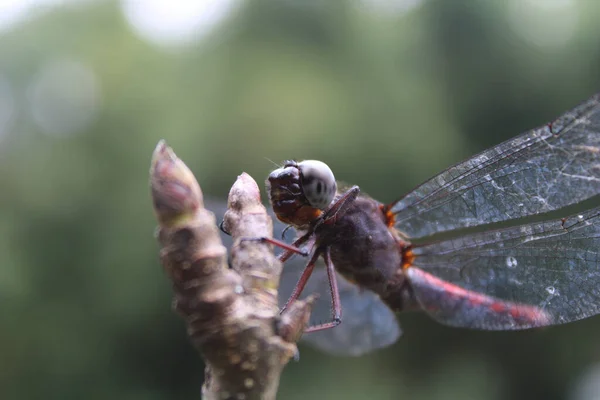 Makroaufnahme Einer Schönen Libelle Mit Rotem Hinterleib Auf Einem Zweig — Stockfoto