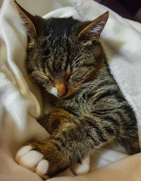 Disparo Vertical Lindo Gato Durmiendo Una Manta Blanca —  Fotos de Stock