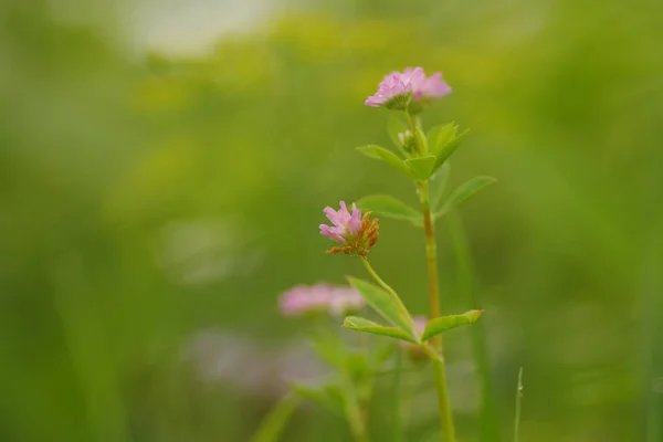 Närbild Persisk Klöver Trifolium Resupinatum Förgrund Och Bakgrund Mot Drömmande — Stockfoto