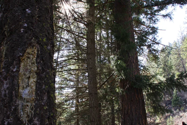 Starý Kmen Stromu Lese — Stock fotografie