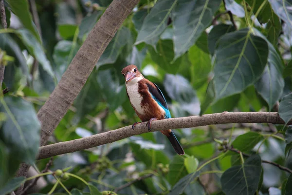 Beau Halcyon Perché Sur Une Branche Arbre Par Une Journée — Photo