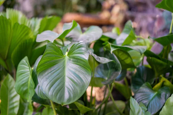 Closeup Fresh Philodendron Plant Green Growing Leaves — Stock Photo, Image