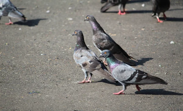 Groupe Pigeons Dans Rue Par Une Journée Ensoleillée — Photo