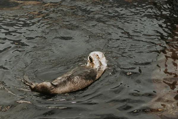 Een Schattige Zee Otter Genieten Van Vrije Tijd Verzorgen Zich — Stockfoto