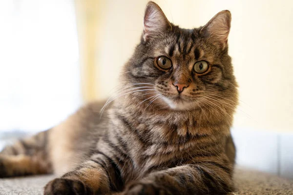 Retrato Adorable Gato Gris Interior — Foto de Stock