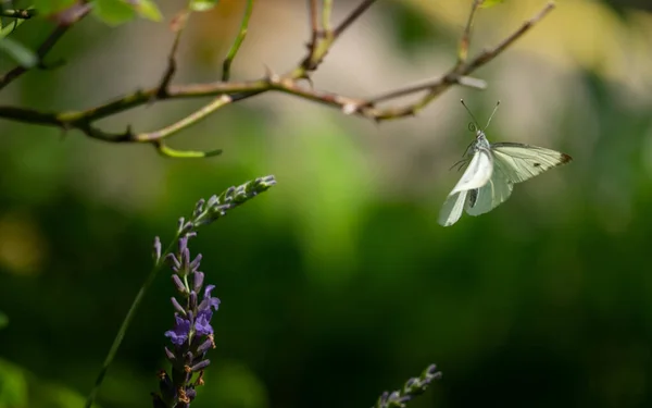 ラベンダーの花から蝶が始まります — ストック写真