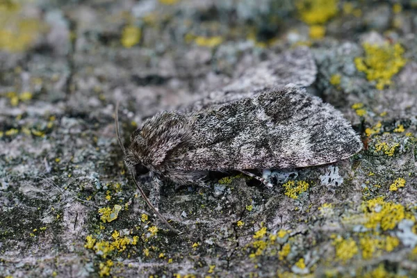 Closeup Poplar Gray Moth Subacronicta Megacephala — Stock Photo, Image