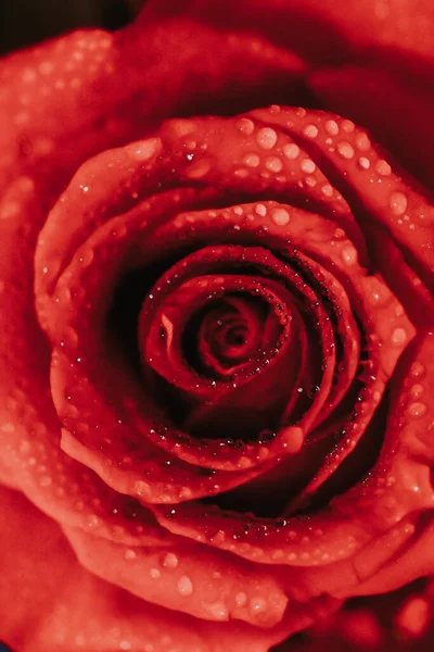 Ένα Κάθετο Πλάνο Ενός Όμορφου Κόκκινου Τριαντάφυλλου — Φωτογραφία Αρχείου