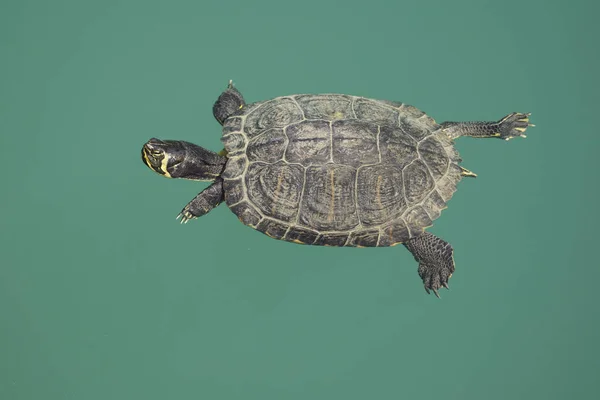 一只红耳龟在海里游泳的特写镜头 — 图库照片