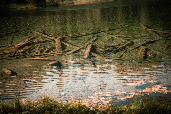 森の中の湖に落ちた枯れ木の枝 — ストック写真