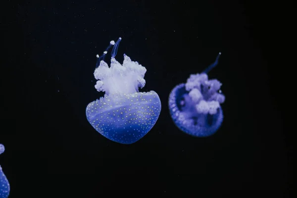 Mise Point Sélective Une Méduse Bleuâtre Dans Aquarium Sur Fond — Photo