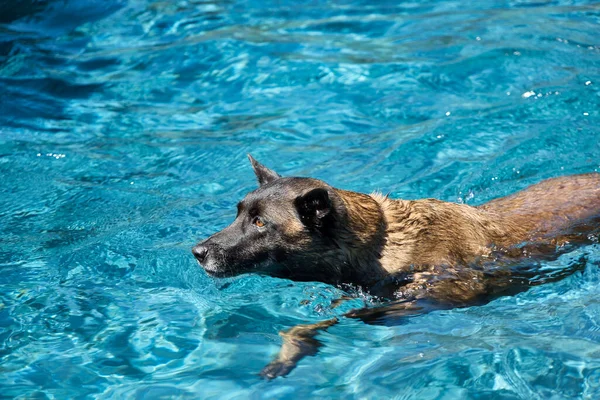 Cão Adorável Nadando Piscina Dia Ensolarado — Fotografia de Stock