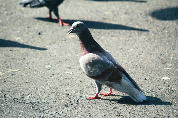 Pombo Rua Dia Ensolarado — Fotografia de Stock