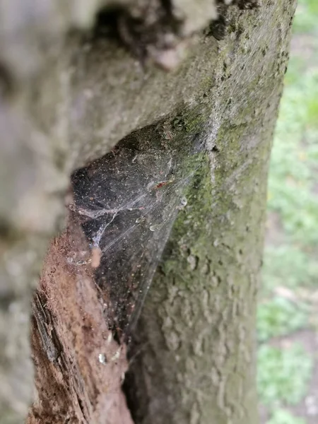 Een Verticaal Shot Van Een Spinnenweb Boom — Stockfoto