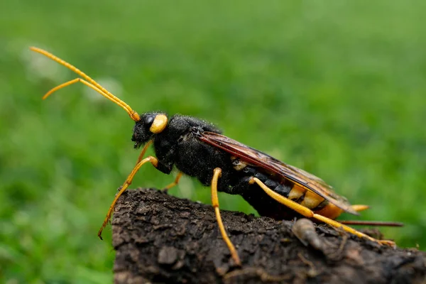 Une Image Rapprochée Insecte Urocerus Gigas Avec Des Pattes Jaunes — Photo