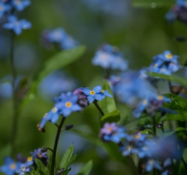 Selective Focus Shot Forget Flowers Growing Garde — Stock Photo, Image