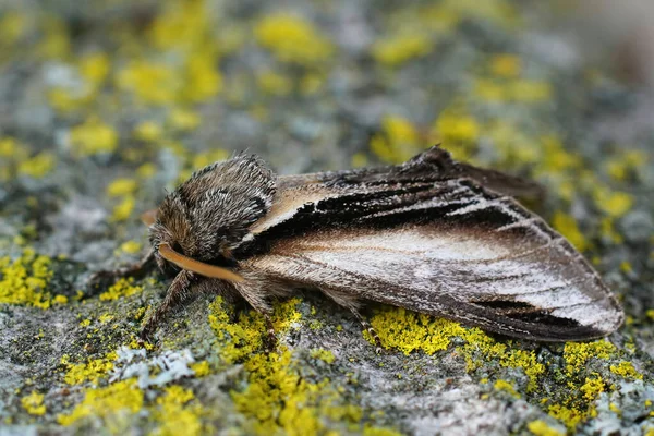 Closeup Shot Swallow Prominent Moth Piece Wood — Stock Photo, Image