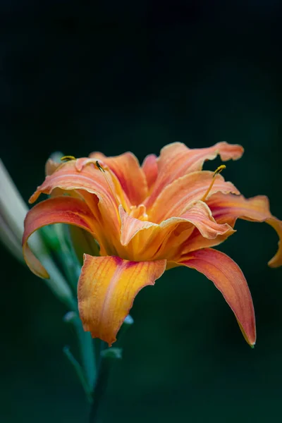 Egy Szál Liliom Virága Közelről Délután — Stock Fotó