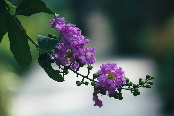 Närbild Gren Vackra Violetta Blommor — Stockfoto