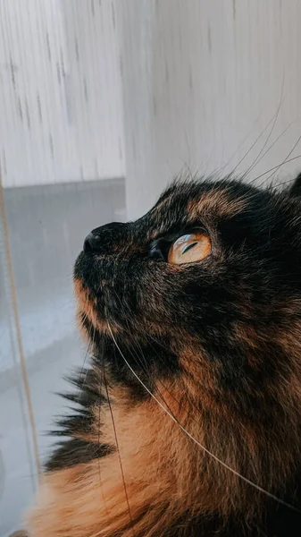 Vertical Portrait Brown Fluffy Cat Looking Out Window — Stock Photo, Image