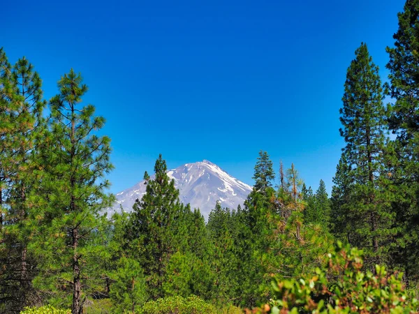 High Mountain Peak Forest Foreground — Stock Photo, Image