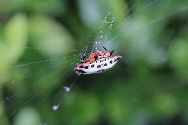 Uno Scatto Macro Ragno Tessitore Sfere Con Dorso Spinoso Una — Foto Stock